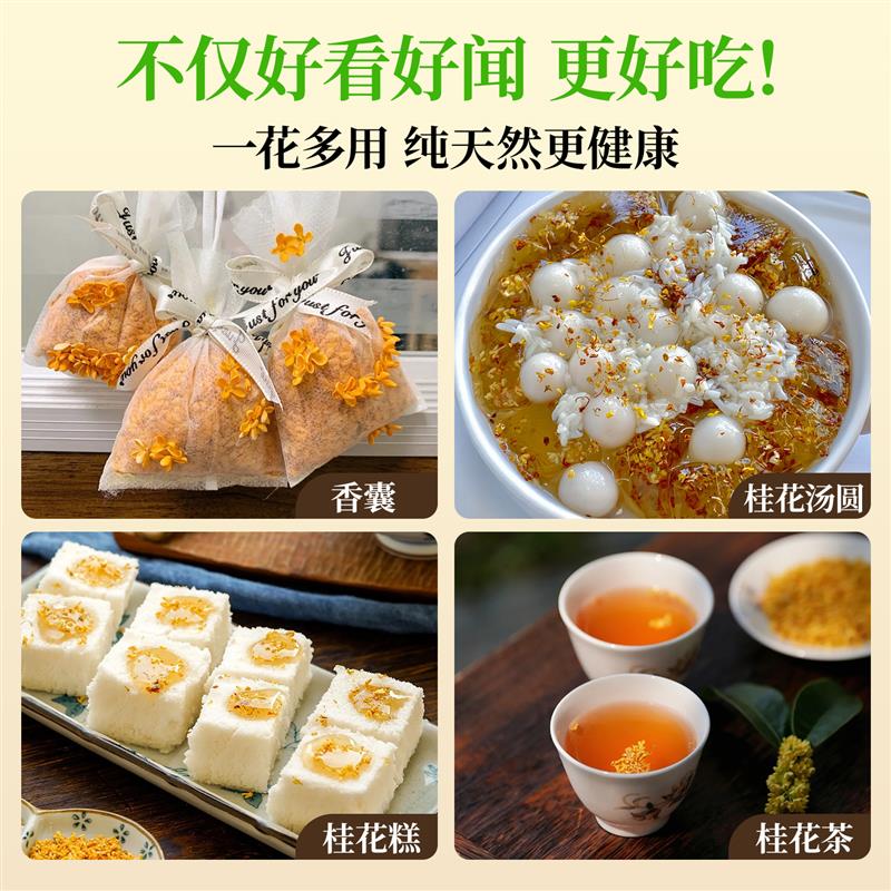桂花树苗四季桂盆栽室内大型绿植八月桂花卉盆景老桩好养易活植物