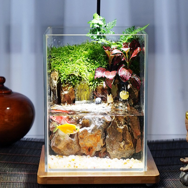 桌面养鱼小生态鱼缸苔藓微景观生态缸森林全套雨林造景植物玻璃瓶