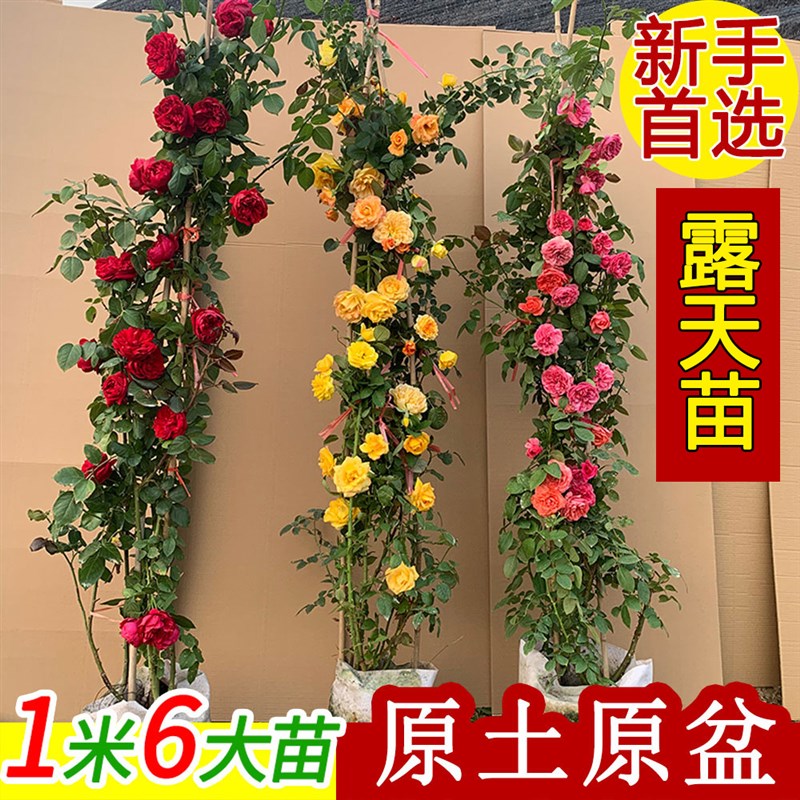 爬藤月季玫瑰大苗欧月龙沙宝石蔷薇大花庭院花卉盆栽阳台四季切花