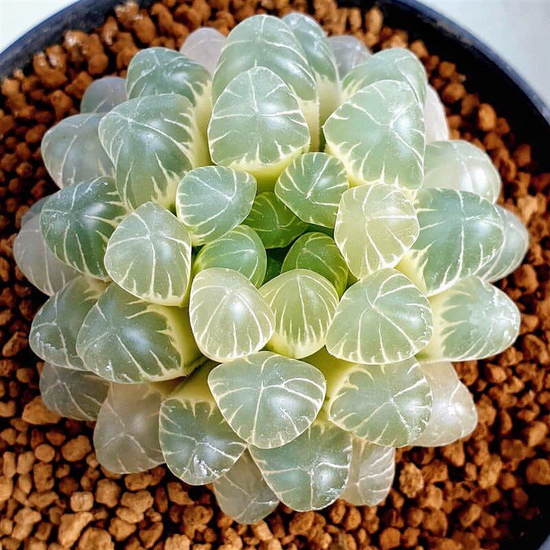 姬玉露锦 通透紧凑 玉露十二卷多肉植物肉肉盆栽 一物一拍 包邮