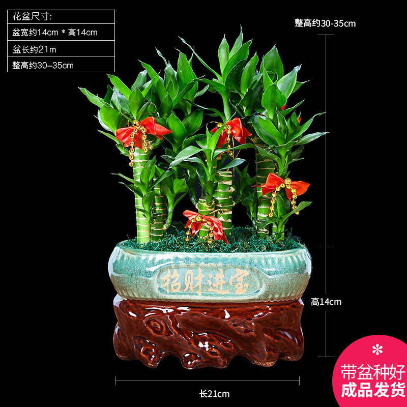 富贵竹室内盆栽办公室防辐射绿植小盆景荷花竹步步高植物观音竹