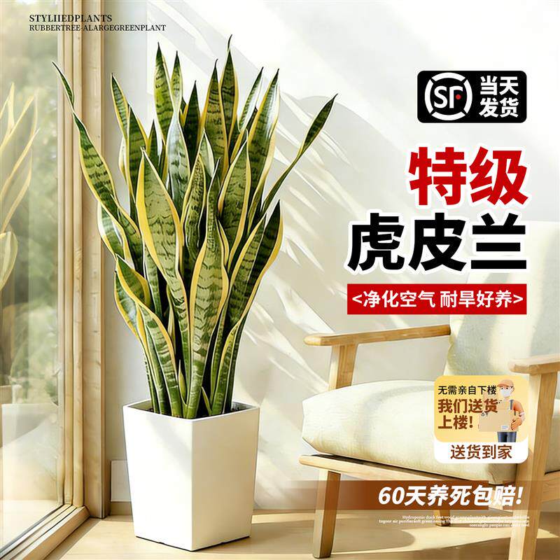 金边虎皮兰盆栽多肉植物阳台白玉虎皮兰绿植办公室桌面客厅虎尾兰