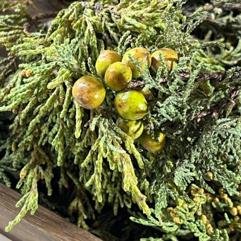 西藏野生藏香柏新鲜柏叶天然植物熏香净化空间长于雪山海拔4000米图片