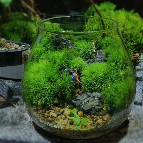 bioloark泡泡杯苔藓桌面生态瓶微景观diy材料生态缸高硼硅玻璃瓶