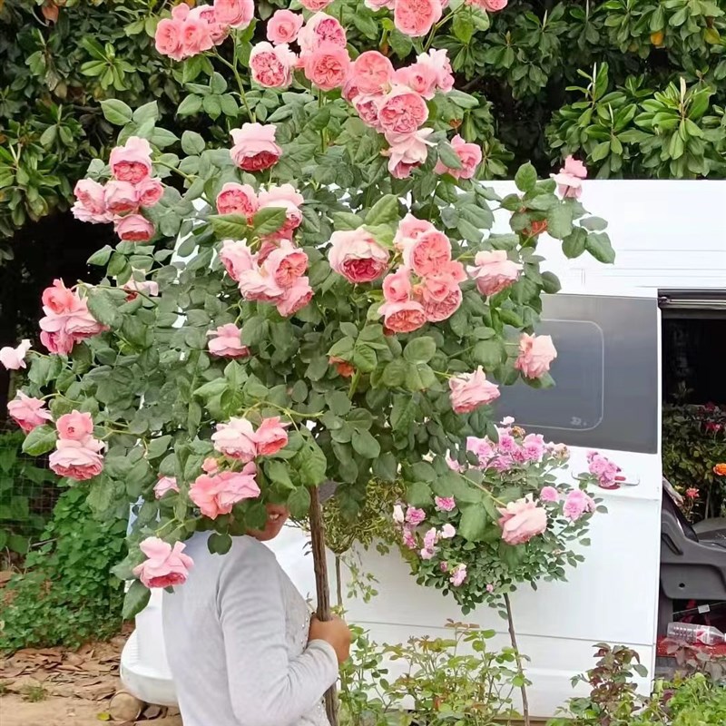 南阳棒棒糖月季玫瑰花卉月季花苗欧月阳台庭院四季开花不断带花苞