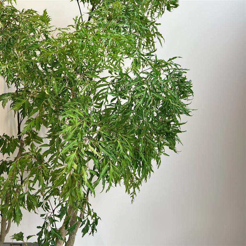羽叶福禄桐造型大盆栽观叶绿植室内客厅办公室旺宅高级感大型植物