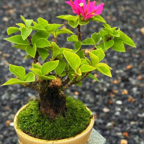 精品塔紫小桃红小老桩三角梅盆景小茶宠摆件