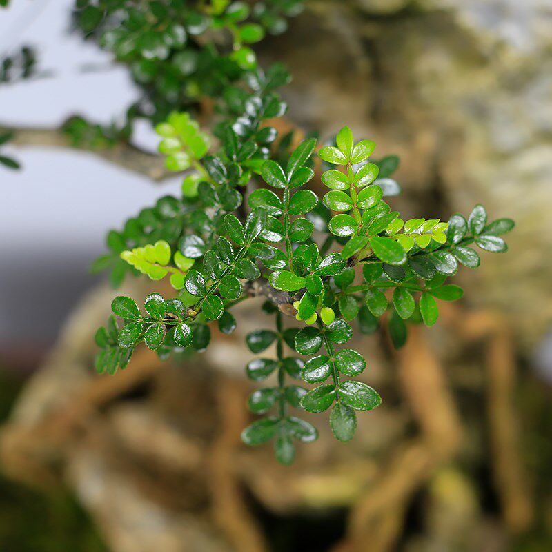大型附石福建茶造型盆景植物室内客厅办公室盆栽阳台绿植中式摆件