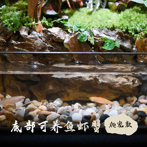 苔藓微景观水陆雨林缸生态瓶苔藓鲜活小盆栽植物森林造景成品养鱼