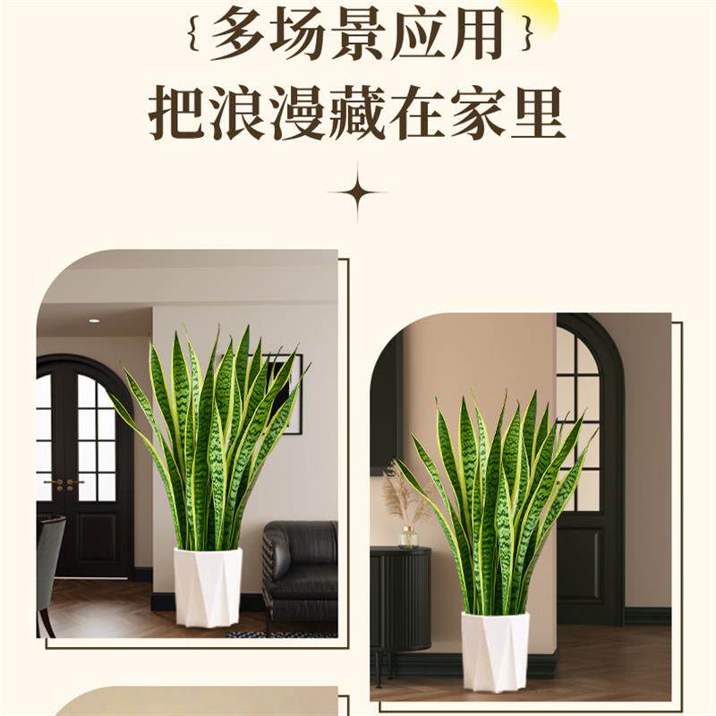 金边虎皮兰盆栽大型落地绿植净化空气花卉办公室客厅乔迁大厅植物