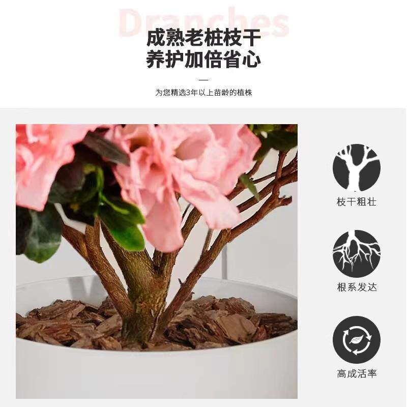 杜鹃花盆栽花卉植物室内花带花苞大颗老桩四季开花鲜花好养绿植