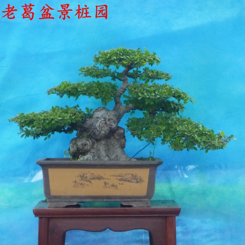 中大型小叶榆树盆景树桩实物一物一拍 庭院榔榆老桩