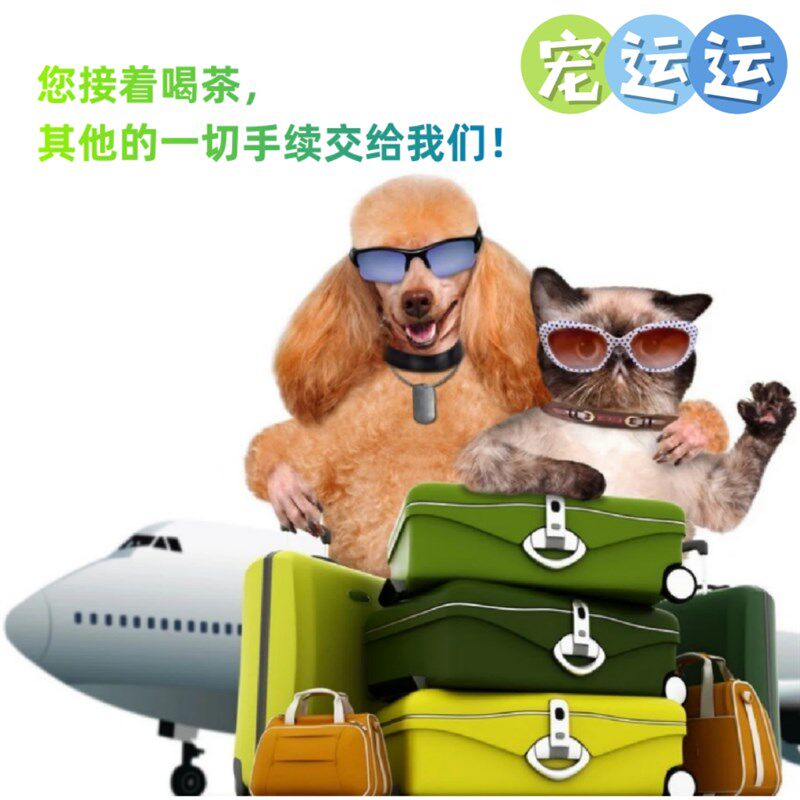 广州广东全境宠运运宠物托运狗狗猫咪出行活动体运输航空箱实体