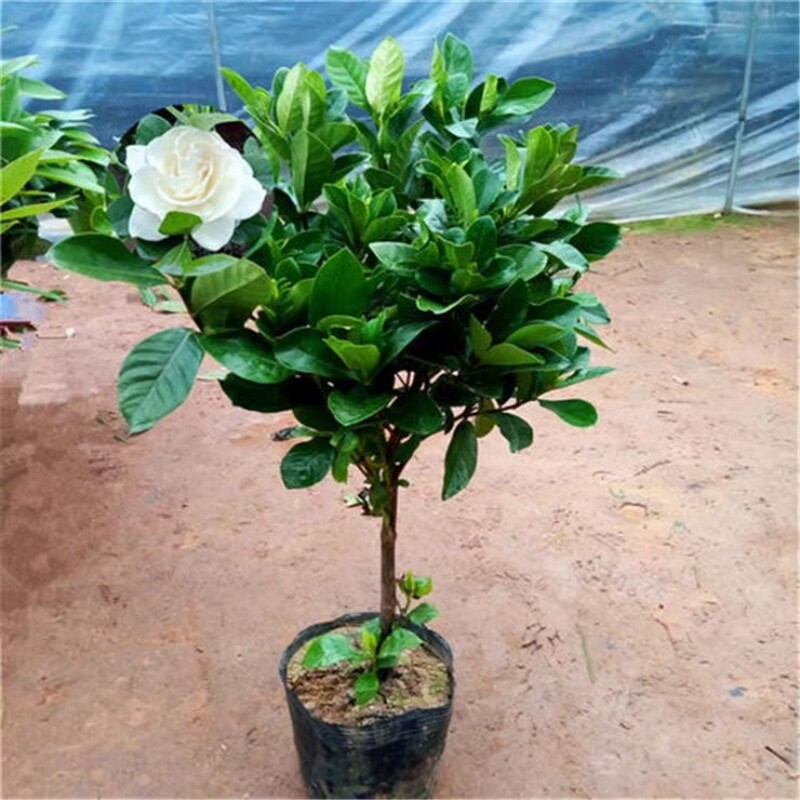 栀子花苗大叶牡丹栀子花盆栽大树苗持久独杆栀子花四季开花带花苞