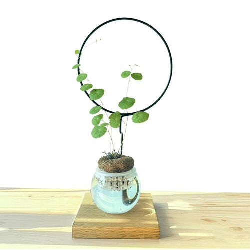 水培植物山乌龟南非龟甲龙爬藤架阳台室内小盆栽花架爬藤架花架子