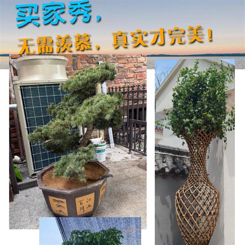 宜兴紫砂大花盆家用庭院种树陶瓷六方八方盆景发财树罗汉松铁树盆
