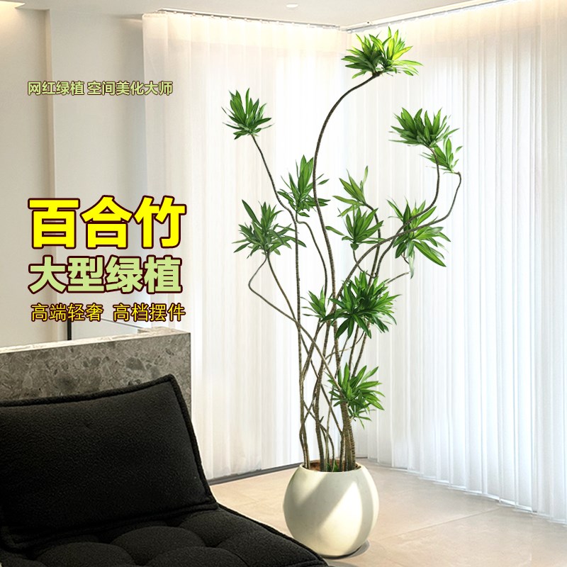 百合竹客厅大盆栽老桩造型客厅绿植落地轻奢好养真花室内大型植物