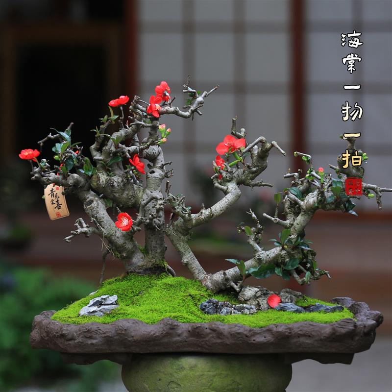 造型海棠花盆栽开花好养易活阳台庭院花卉一物一拍老桩植物盆景桩