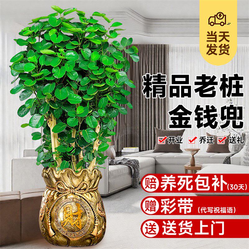 大型绿植金钱兜金钱树发财树室内客厅办公推荐盆栽圆叶落地福禄桐