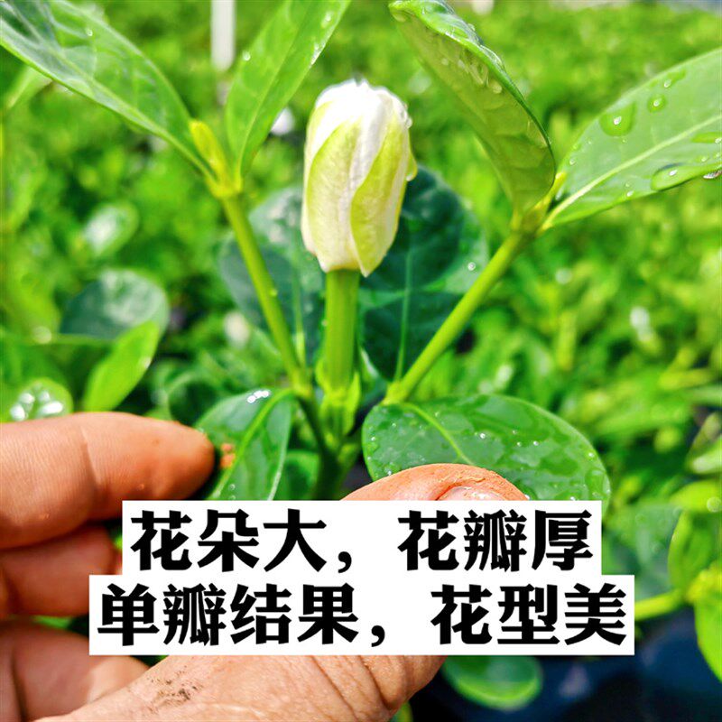 钮扣栀子花 新品种栀子花稀有品种栀子花(痴罗汉出品)盆栽花卉