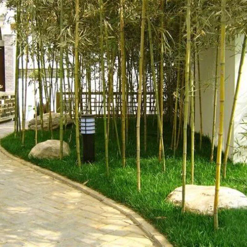 仿真竹子细水竹毛竹室内装饰隔断挡墙屏风室外装饰植物假竹子造景