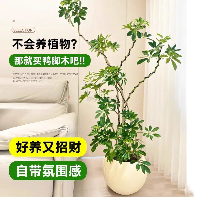 造型鸭脚木客厅大盆栽鸭掌鹅掌木室内乔迁落地式大型四季常青植物