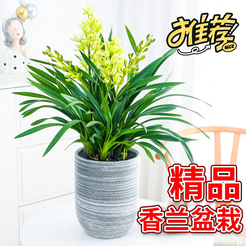兰花盆栽大苗香兰带多花苞带土室内客厅四季浓香好养易活名贵花卉