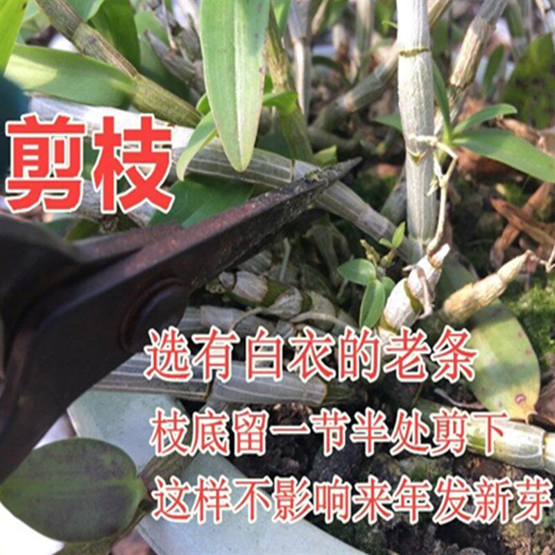 三年生铁皮石斛苗盆栽 铁皮枫斗 鲜条 红杆软脚 驯化苗大种苗盆景