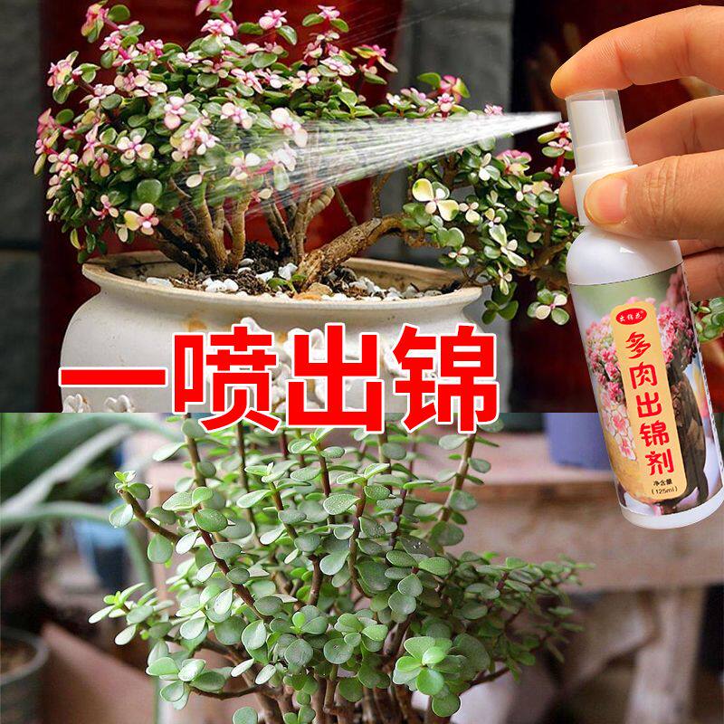 金枝玉叶出锦药水多肉变色剂金钱木一喷红植物增色增肥变红营养液