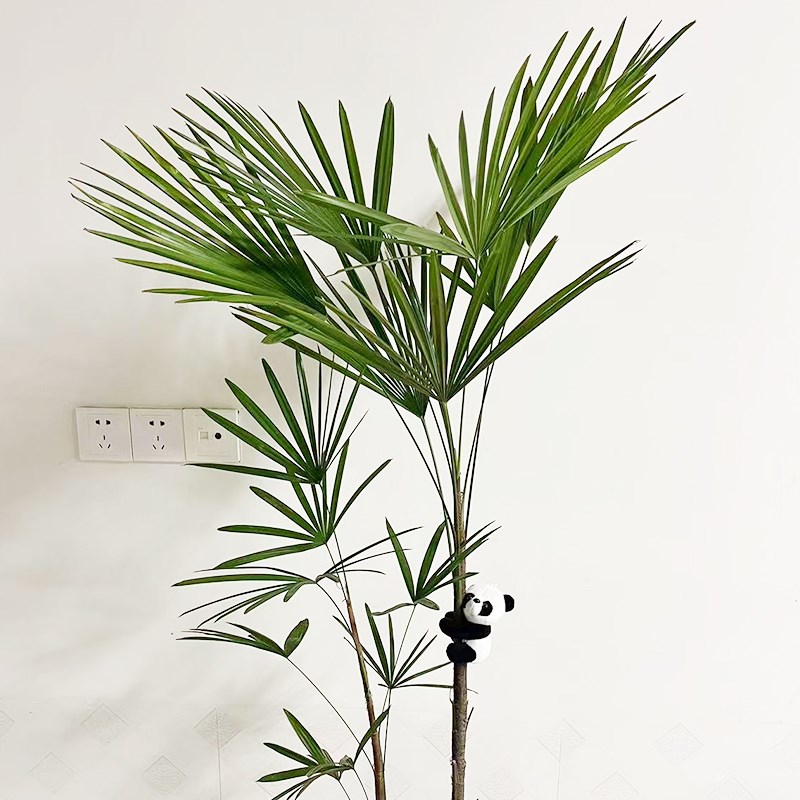 细叶棕竹水培植物 耐阴适合新手室内净化空气观叶植物 客厅装饰盆