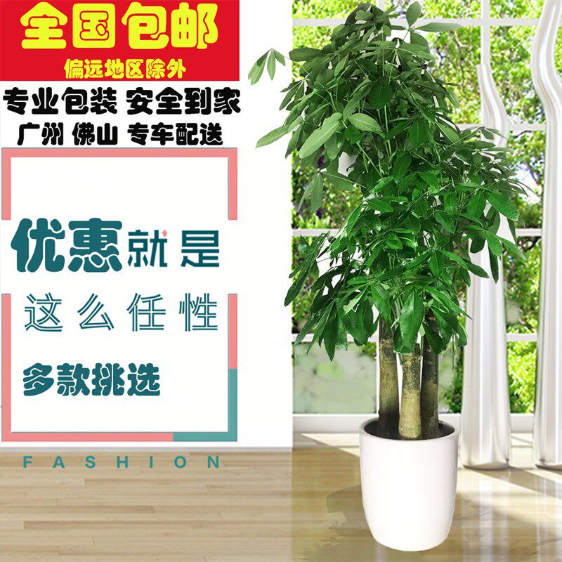 单杆发财树盆栽室内开业植物盆景家庭客厅办公室绿植花卉大型包邮