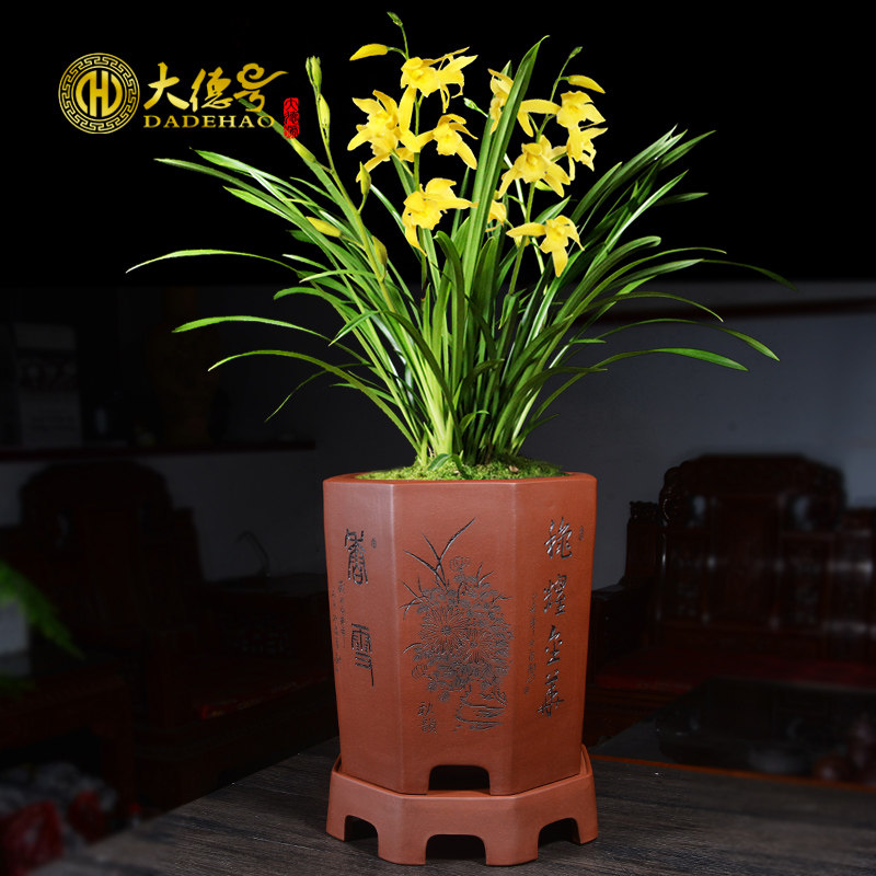 紫砂花盆宜兴陶瓷蓝草绿植盆景盆八方刻绘带托盘君子兰兰花专用盆