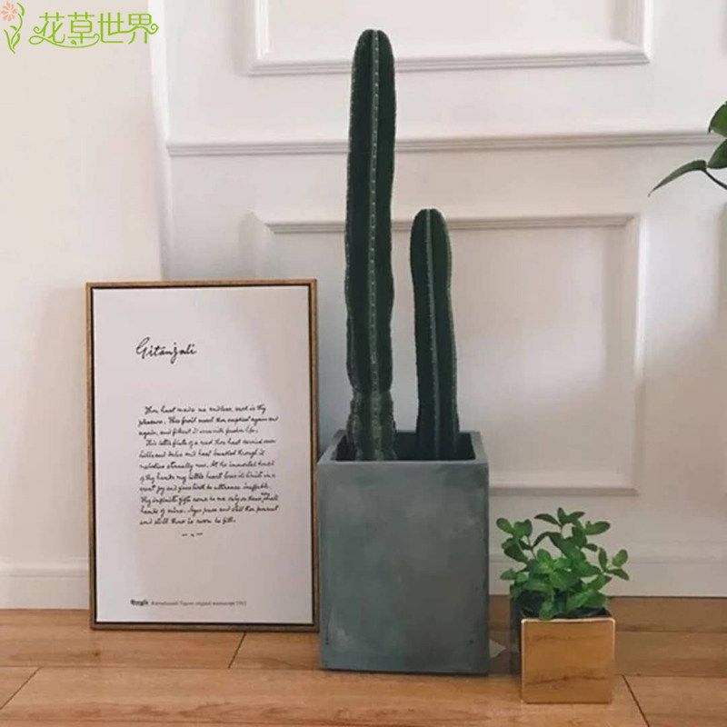 仙人柱盆栽大型量天尺龙骨仙人掌科多肉植物室内绿植【送货上门】