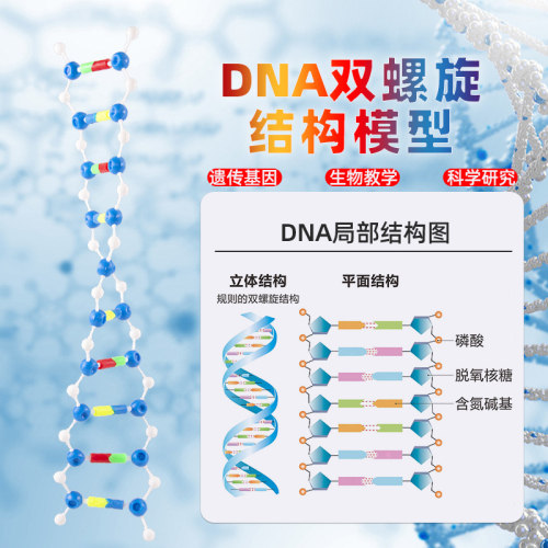 DNA双螺旋结构模型组件 小号分子结构模型拼装版遗传基因和变异演