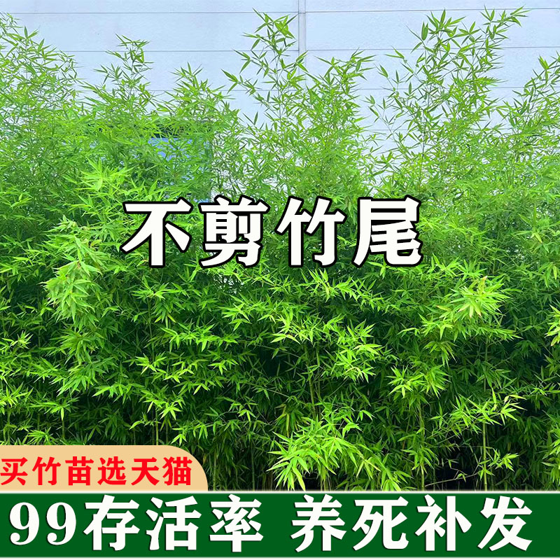 不剪头景观竹观赏竹子苗庭院金竹苗紫竹四季青室内竹子盆栽绿罗汉