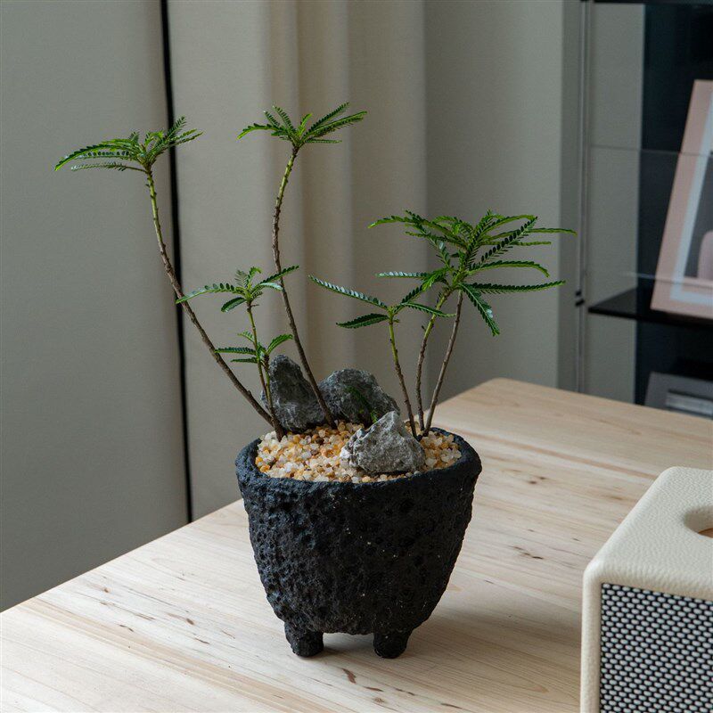 叶下珠绿植盆栽北欧简约风格四季常绿观叶植物阳台客厅净化空气