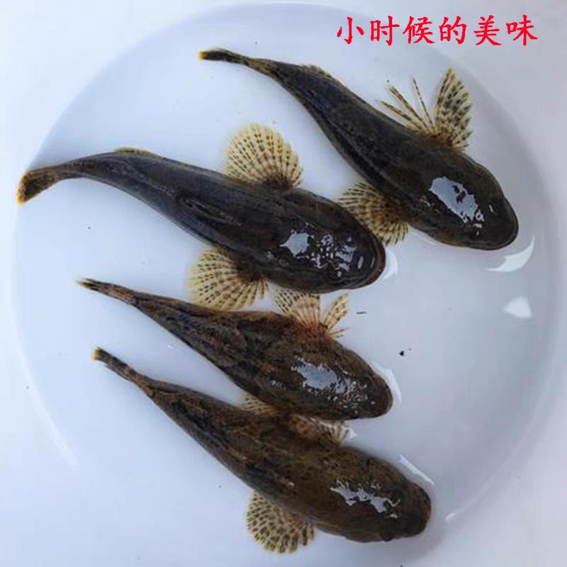 沙塘鳢鱼苗虎头鲨呆子鱼河川沙塘鳢苗土布鱼虎头呆土婆鱼淡水鱼苗