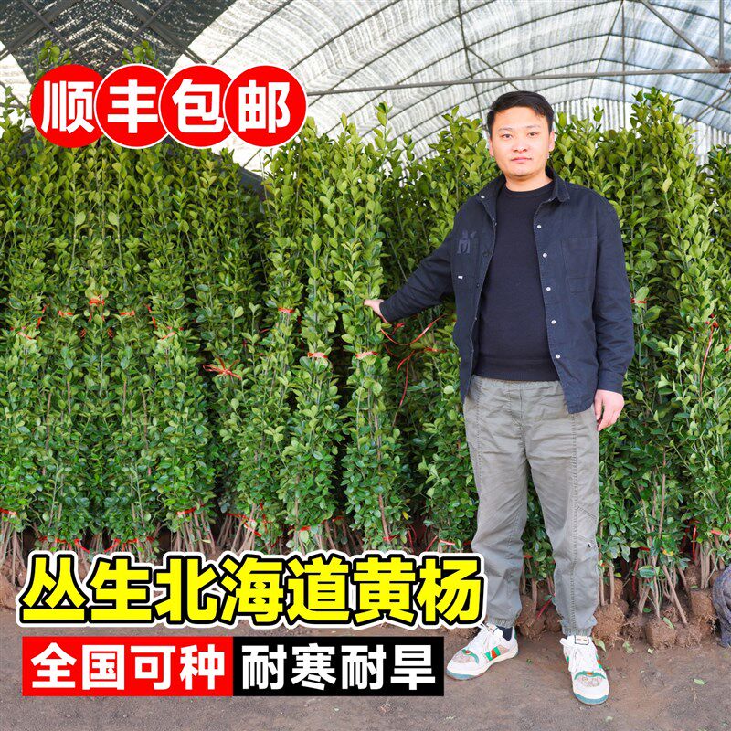 丛生大叶北海道黄杨树苗直立冬青庭院别墅篱笆墙围栏四季绿化苗木
