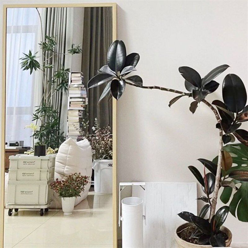 顺丰包邮耐荫室内观叶植物盆栽艺术造型老桩橡皮树绿金刚黑金刚