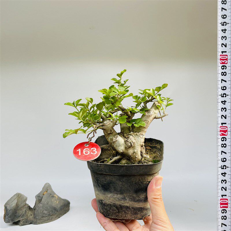 矮霸对节白蜡微型盆景小苗素材新手练手桩一物一拍植物老熟桩双杆
