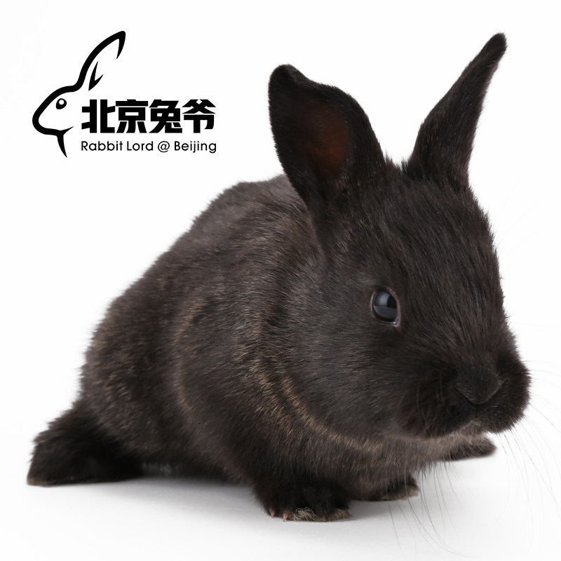 兔子活体道奇小白兔熊猫兔侏儒兔垂耳宠物兔安哥拉兔西施兔巨型兔