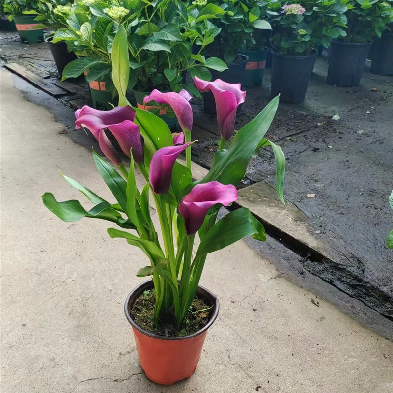 进口彩色马蹄莲种球盆栽四季好养室内阳台庭院花卉带花多年生植物