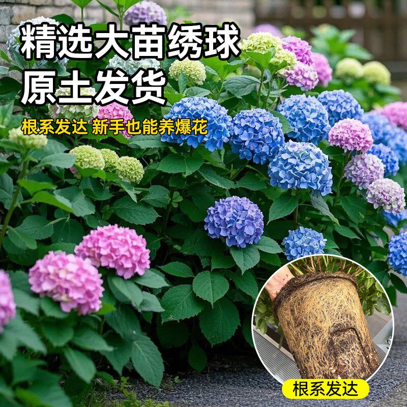 绣球花盆栽带花苞无尽夏花苗老桩室外鲜花特大号庭院花卉绿植物