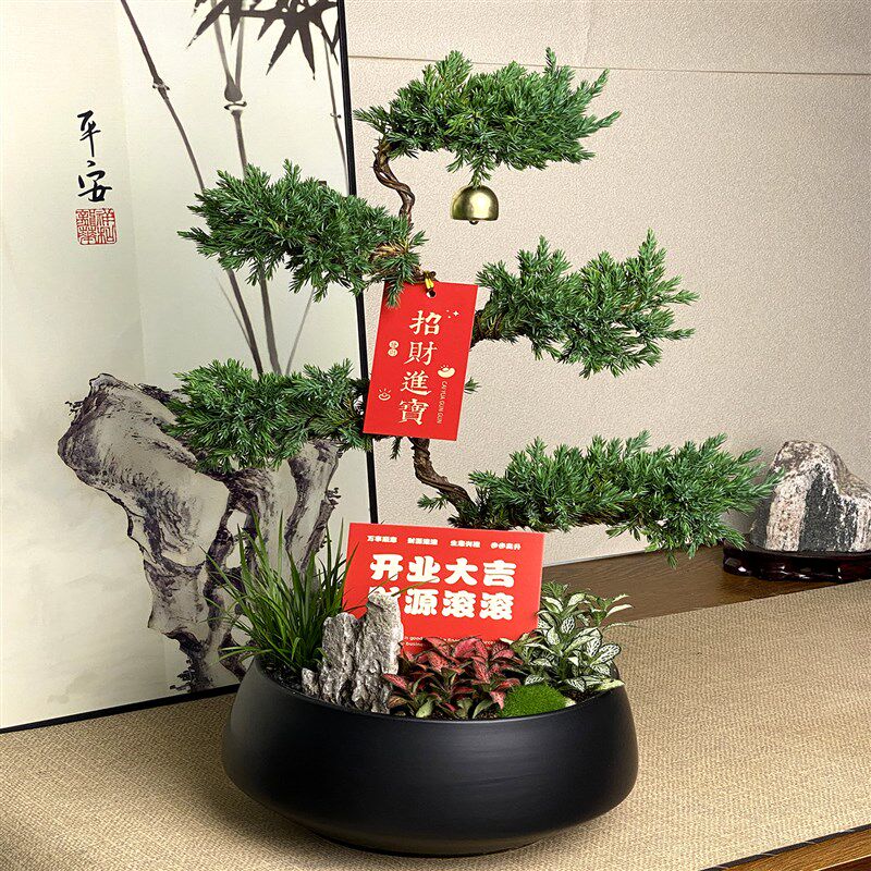 五层塔松盆栽送导师放青松绿植乔迁开业礼物不老松真盆景室内植物