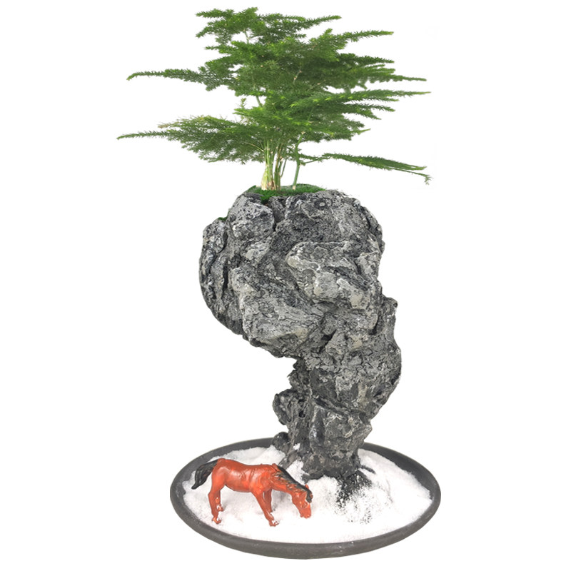 禅意文竹盆栽植物室内四季迷你办公室绿植摆件桌面山水小奇石盆景