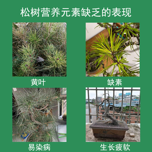 松树肥料五针松黑松大阪松黄山松罗汉松盆景复合肥有机肥专用肥料