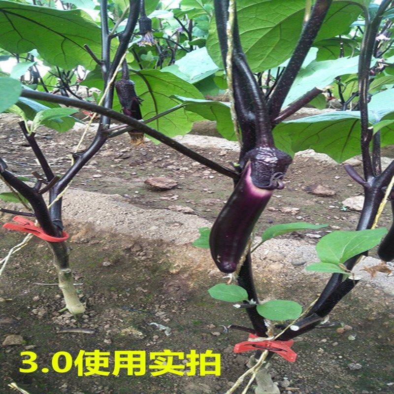 西红柿夹子吊秧夹25塑料绑蔓夹番茄西葫芦辣椒农用大棚蔬菜吊蔓夹