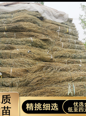 姚河竹枝金枝竹苗竹条扫帚条竹扫把原材料植物竹子毛竹落叶老枝户