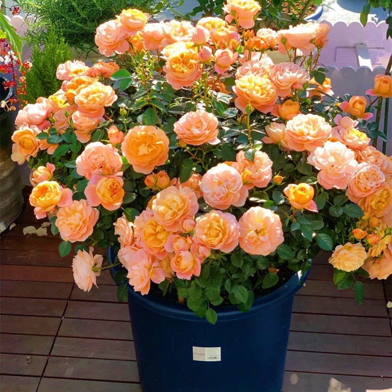 月季花苗时令花卉玫瑰花盆栽庭院露台植物四季开花浓香耐热抗病强