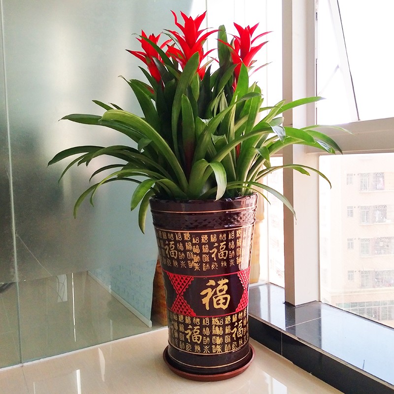 鸿运当头凤梨花盆栽客厅室内植物办公室红星年宵花卉植物深圳直送